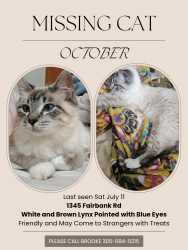 Lost Female Cat last seen Fairbank and Key Pl, Columbus, OH 43207
