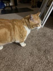Reunited Male Cat last seen Helotes, Bandera and FM 1560 N, Helotes, TX 78023