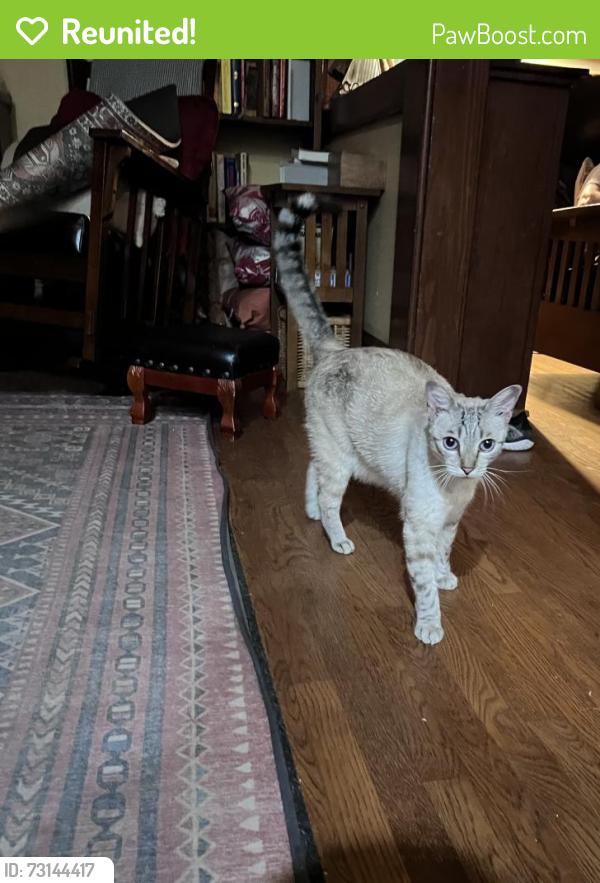 Reunited Male Cat last seen E Jackson st between N El Molino and N Los Robles, Pasadena, CA 91104