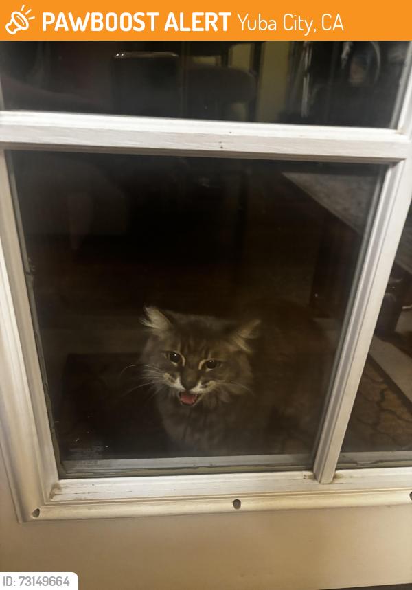 Found/Stray Unknown Cat last seen Karen Dr, Yuba City, CA 95993