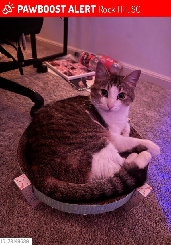 Lost Female Cat last seen Stop sign at intersection of Lucas St. and Charlotte Ave- outside of Yorkshire apmts, Rock Hill, SC 29730