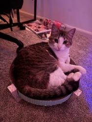 Lost Female Cat last seen Stop sign at intersection of Lucas St. and Charlotte Ave- outside of Yorkshire apmts, Rock Hill, SC 29730
