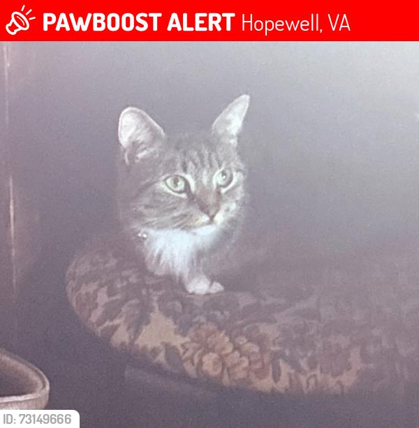 Lost Male Cat last seen Ecno Lodge, Hopewell, VA 23860
