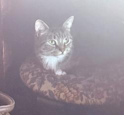 Lost Male Cat last seen Ecno Lodge, Hopewell, VA 23860
