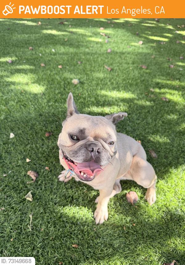 Surrendered Female Dog last seen Oxnard and Lindley, Los Angeles, CA 91316