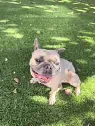 Found/Stray Female Dog last seen Oxnard and Lindley, Los Angeles, CA 91316