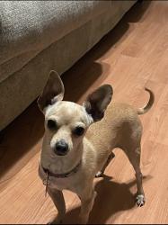 Reunited Male Dog last seen Montevina drive, Sacramento, CA 95829