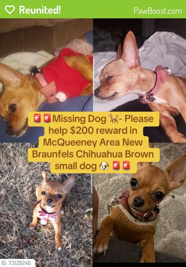 Reunited Female Dog last seen Near new Braunfels McQueeney, New Braunfels, TX 78130