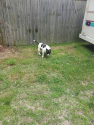 Lost Female Dog last seen nelson road near hryden road area, Columbus, OH 43205