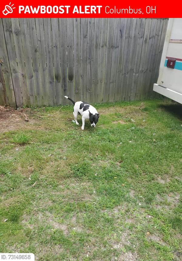 Lost Female Dog last seen nelson road near hryden road area, Columbus, OH 43205