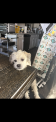 Reunited Male Dog last seen Spruce grove Walmart, Spruce Grove, AB T7X 4J5