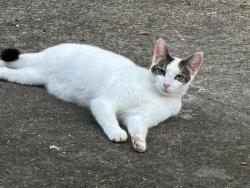 Lost Male Cat last seen Kalihi and Wahine St. He never leaves this area, Honolulu, HI 96819