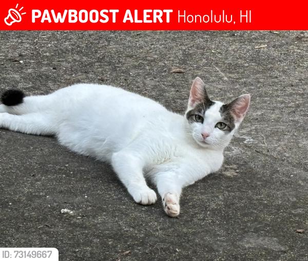 Lost Male Cat last seen Kalihi and Wahine St. He never leaves this area, Honolulu, HI 96819