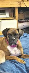 Lost Female Dog last seen 15th and Hood, Wichita, KS 67203