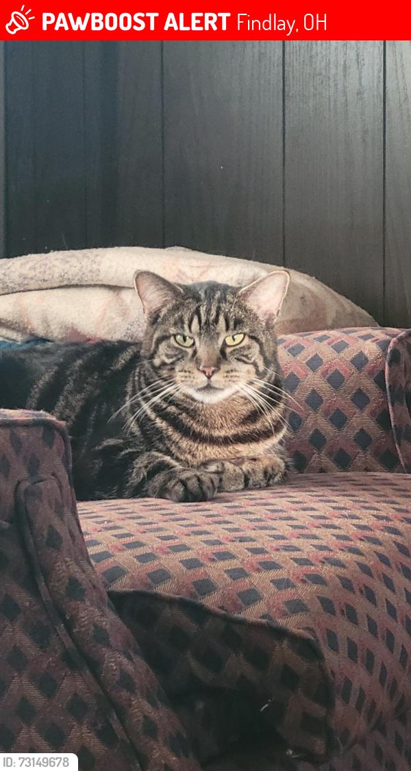 Lost Male Cat last seen Westside by the findlay airport, Findlay, OH 45840
