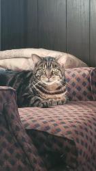 Lost Male Cat last seen Westside by the findlay airport, Findlay, OH 45840
