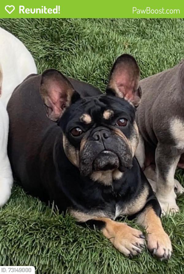 Reunited Female Dog last seen Jurupa hills highschool, Fontana, CA 92337