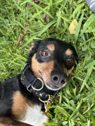 Reunited Female Dog last seen Pease middle school, San Antonio, TX 78245