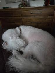 Lost Male Dog last seen Mesa az, around street horne and 8 avenue, Mesa, AZ 85204