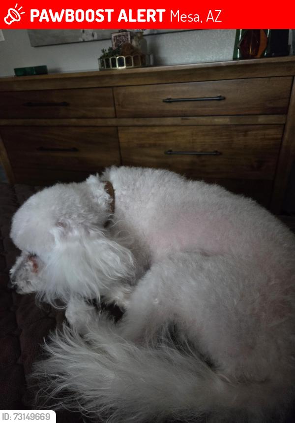 Lost Male Dog last seen Mesa az, around street horne and 8 avenue, Mesa, AZ 85204