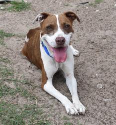 Shelter Stray Female Dog last seen W Pinon Lane, Dunnellon, FL, 4030 S Airport Rd, Inverness, FL 34450, USA