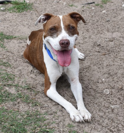 Shelter Stray Female Dog last seen W Pinon Lane, Dunnellon, FL, 4030 S Airport Rd, Inverness, FL 34450, USA