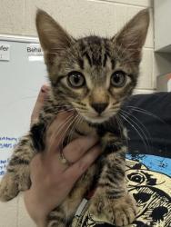 Shelter Stray Male Cat last seen Near N Michigan Rd - The Home Depot, HC Strays by Out of County Residents, IN, 10501 Hague Rd, Fishers, IN 46038, USA