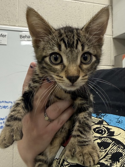 Shelter Stray Male Cat last seen Near N Michigan Rd - The Home Depot, HC Strays by Out of County Residents, IN, 10501 Hague Rd, Fishers, IN 46038, USA