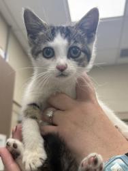 Shelter Stray Female Cat last seen Near Brooks School Rd - Burlington, HC Strays by Out of County Residents, IN, 10501 Hague Rd, Fishers, IN 46038, USA