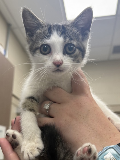 Shelter Stray Female Cat last seen Near Brooks School Rd - Burlington, HC Strays by Out of County Residents, IN, 10501 Hague Rd, Fishers, IN 46038, USA