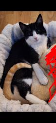 Lost Male Cat last seen St Basil's school, Arden, England 