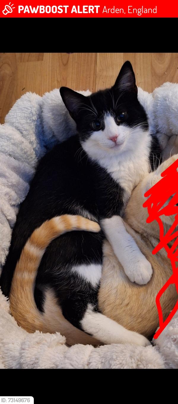 Lost Male Cat last seen St Basil's school, Arden, England 