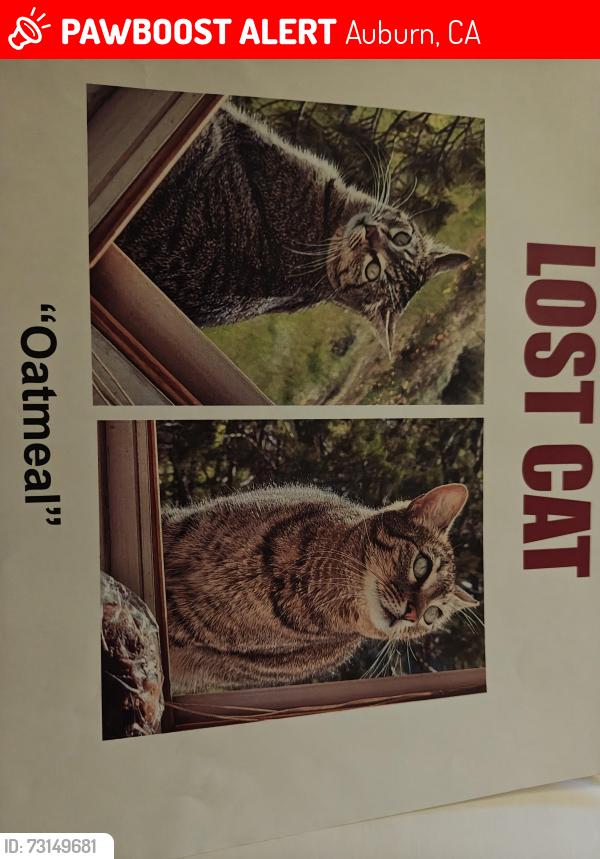 Lost Female Cat last seen Reamer st, Auburn, CA 95603