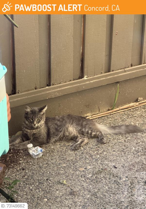 Found/Stray Unknown Cat last seen Detroit ave and sunshine dr, Concord, CA 94518