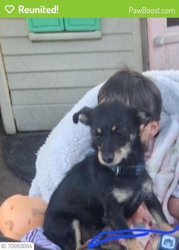 Reunited Female Dog last seen King rs, San Jose, CA 95122