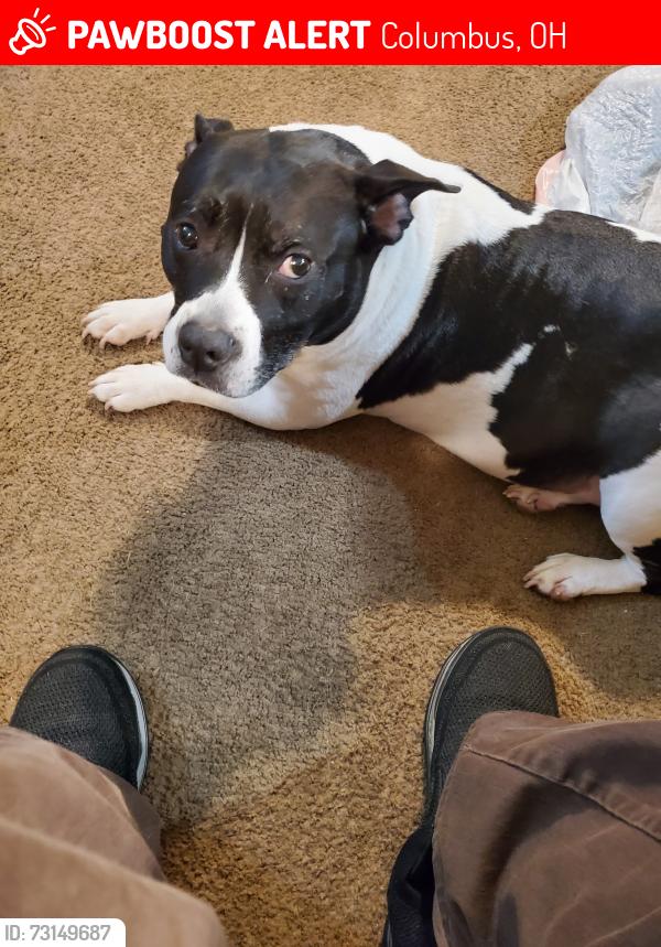 Lost Female Dog last seen franklin park conservatory area, Columbus, OH 43205