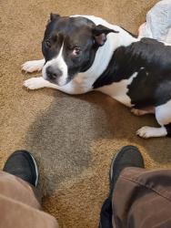 Lost Female Dog last seen franklin park conservatory area, Columbus, OH 43205