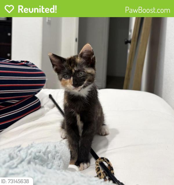 Reunited Female Cat last seen Missing and Wallace st, Riverside, CA 92509