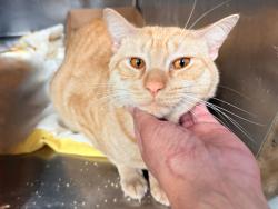 Shelter Stray Male Cat last seen Near 7th Avenue Avenue, NEW YORK, NY, 10011, 326 E 110th St, New York, NY 10029, USA