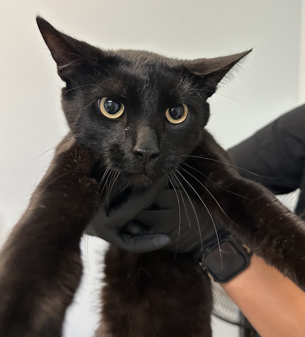 Shelter Stray Male Cat last seen Near Arbodar Road, San Diego, CA, 92154, 5500 Gaines St, San Diego, CA 92110, USA