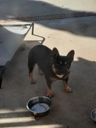 Reunited Female Dog last seen Fallow Field Dr, Diamond Bar, CA 91765, USA, Diamond Bar, CA 91765