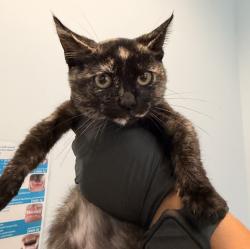Shelter Stray Female Cat last seen Palm Avenue, San Diego, CA, 92154, 5500 Gaines St, San Diego, CA 92110, USA