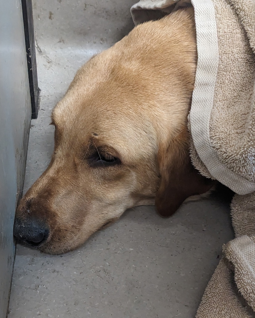 Shelter Stray Male Dog last seen Near Amistad Court, El Cajon, CA, 92019, El Cajon, CA 92020, USA