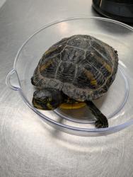 Shelter Stray Unknown Reptile last seen Near Euclid Avenue, San Diego, CA, 92105, 5500 Gaines St, San Diego, CA 92110, USA