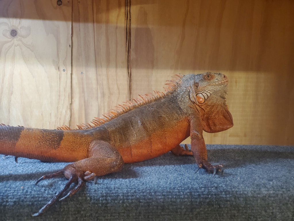 Shelter Stray Male Reptile last seen Oceanside, CA, 92057, Oceanside, CA 92058, USA