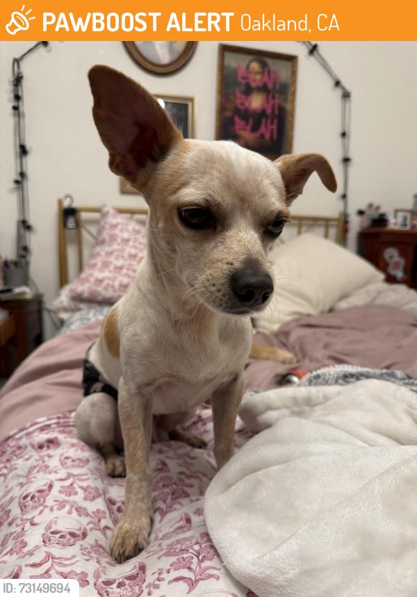 Found/Stray Male Dog last seen 3rd and chester and around the dog park, Oakland, CA 94607