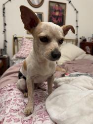 Found/Stray Male Dog last seen 3rd and chester and around the dog park, Oakland, CA 94607