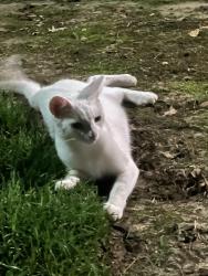Found/Stray Unknown Cat last seen By Rose Heights apmts, Raleigh, NC 27613
