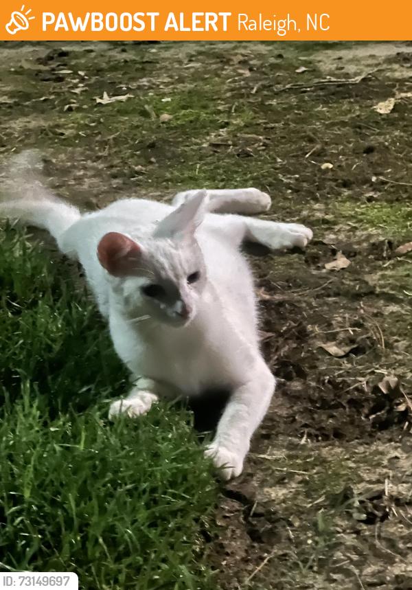 Found/Stray Unknown Cat last seen By Rose Heights apmts, Raleigh, NC 27613