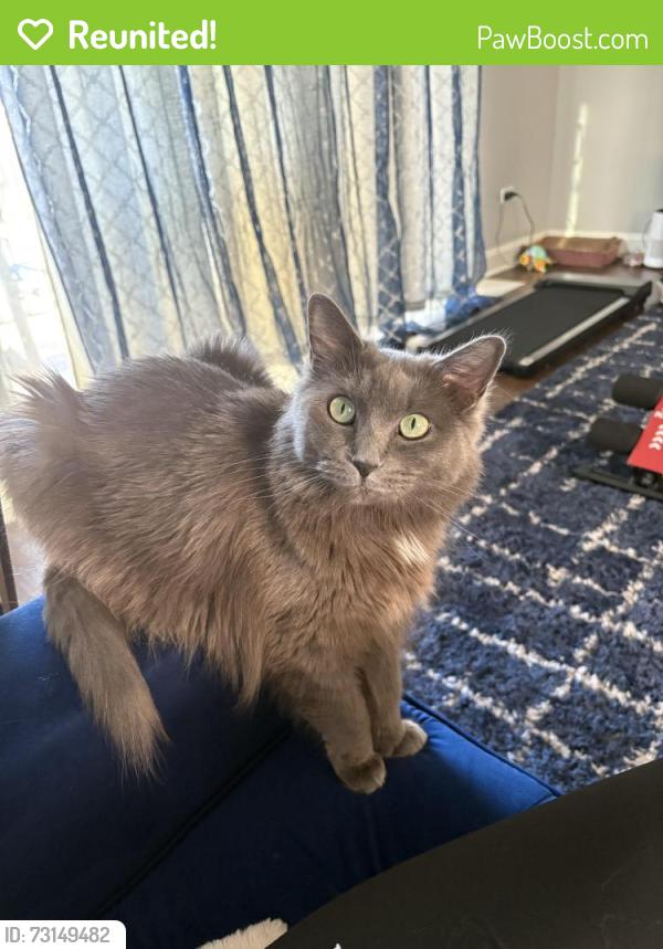 Reunited Female Cat last seen Between W 87th and 81st in hickory hills, Hickory Hills, IL 60457
